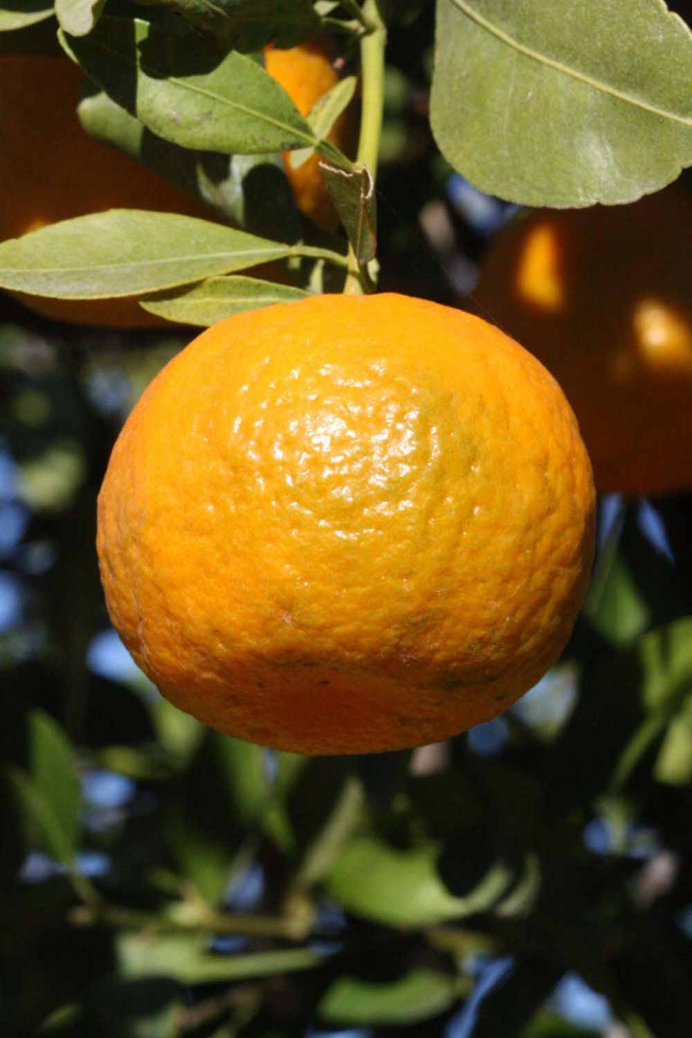            Fruit (Riverside, CA)   